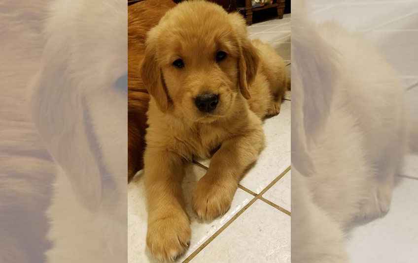 Meet Nelson...the Puppy