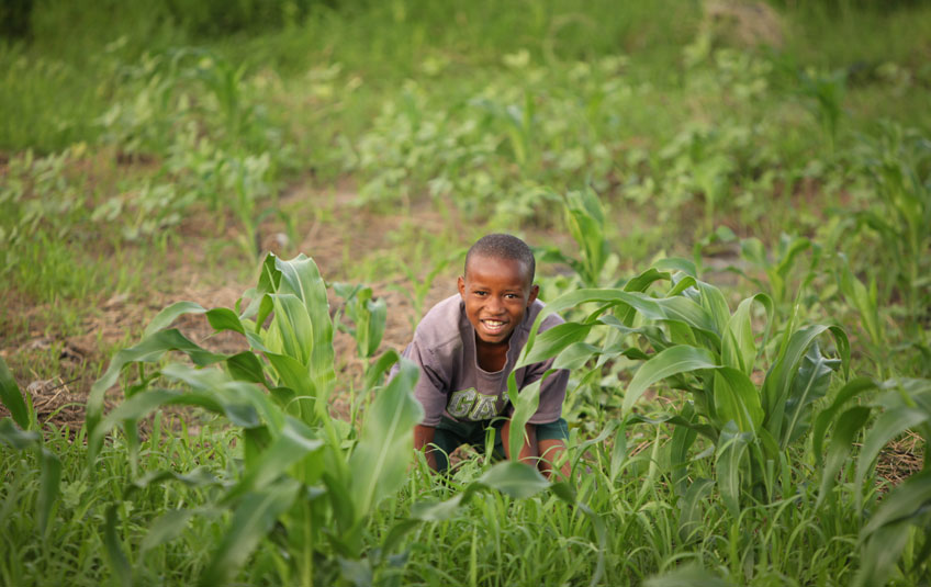 a boy crouching in a corn fiel