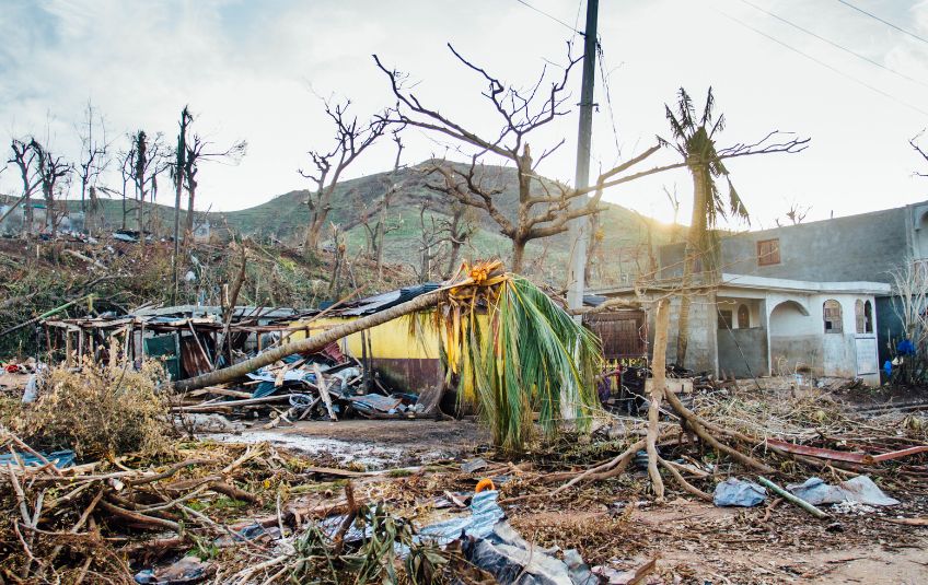 Collapsed house with a large palm tree at the center of the wreckage